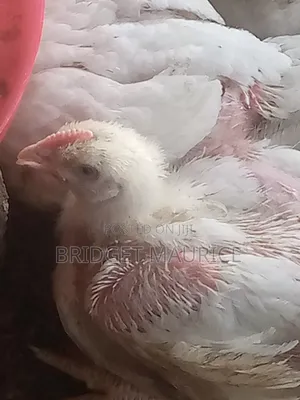 Live Chicken and Frozen Chicken