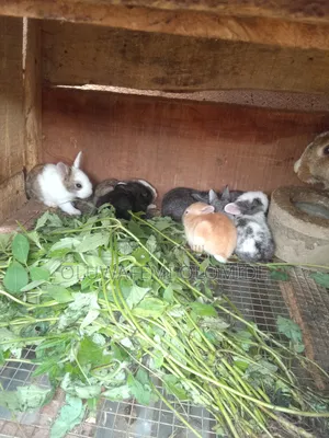 One Month Old Rabbit