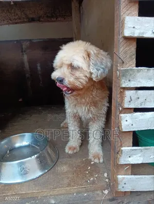1+ year Male Purebred Lhasa Apso