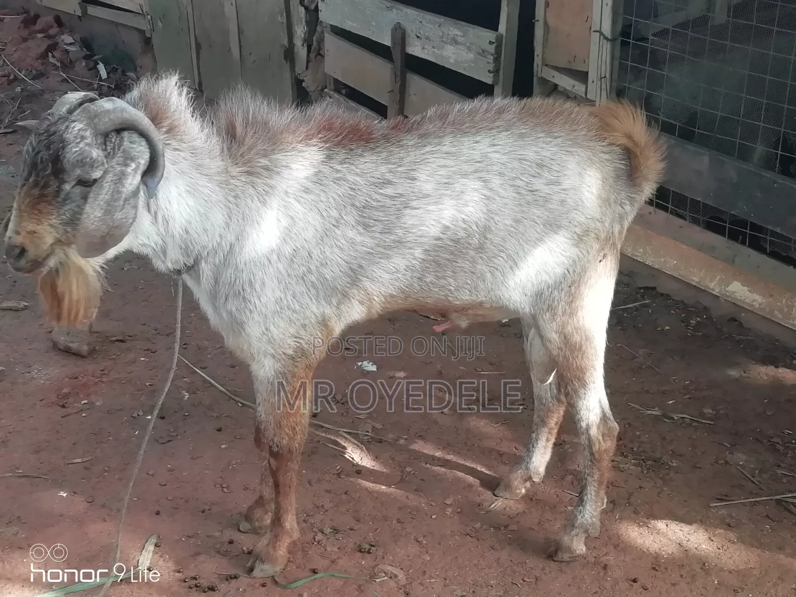 Goat for Sale