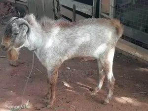 Goat for Sale