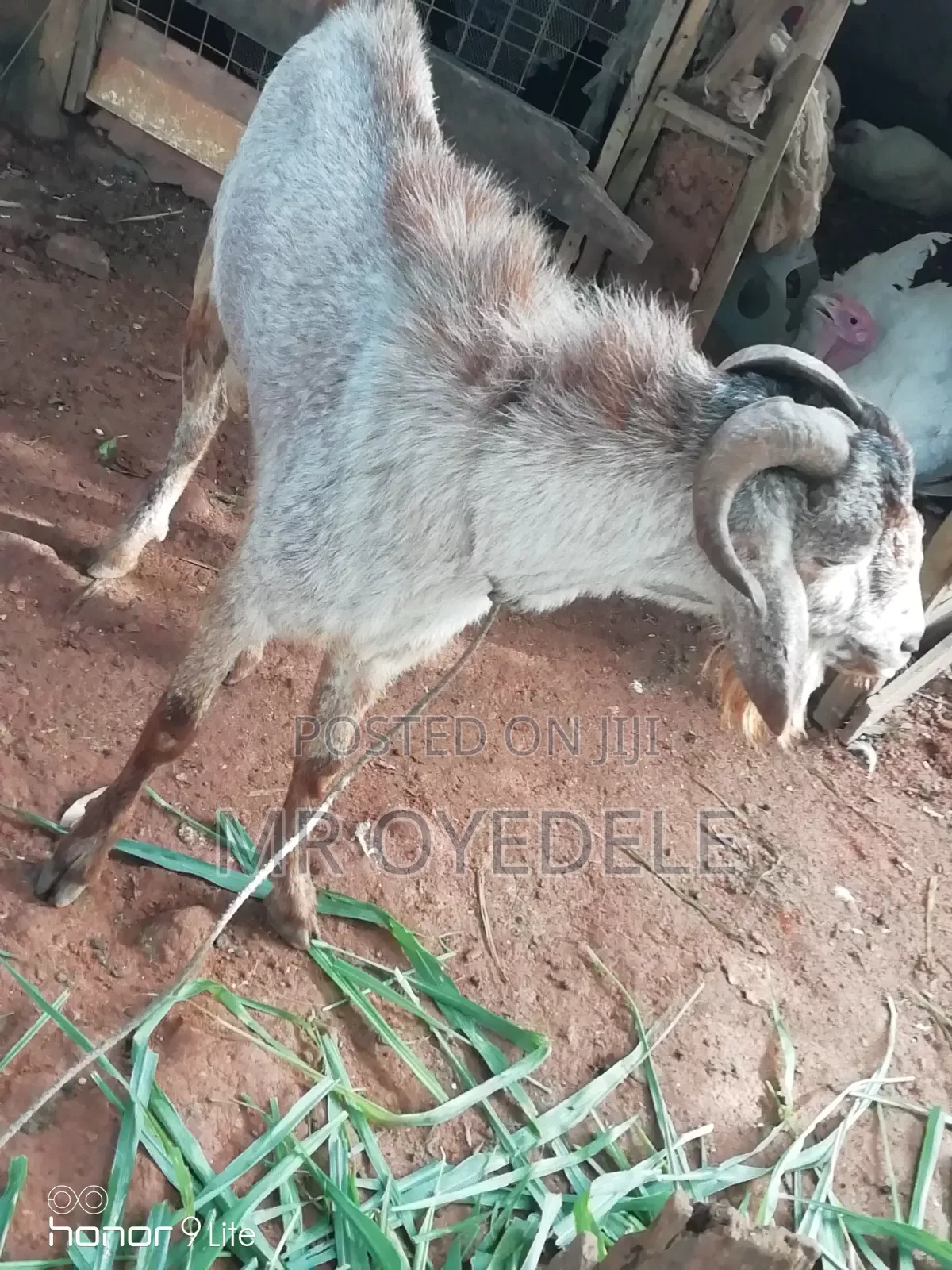 Goat for Sale