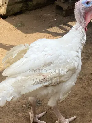 Mr Abiodun
