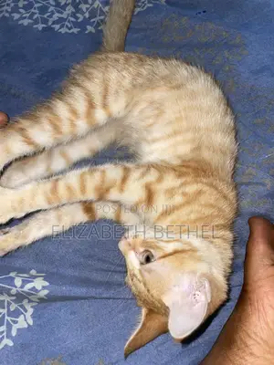 1-3 months Male Mixed Breed Tabby