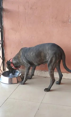 1+ year Female Purebred Boerboel