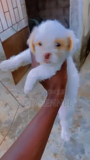 1-3 months Female Purebred Lhasa Apso