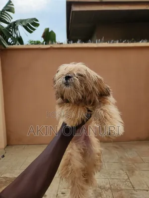 3-6 months Male Purebred Lhasa Apso