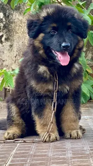 1-3 months Male Purebred German Shepherd