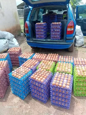 Fresh Farm Eggs