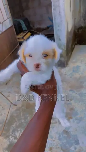 1-3 months Female Purebred Lhasa Apso