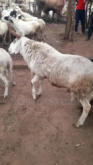 Sallah Ram