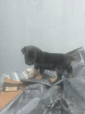 0-1 month Female Purebred Boerboel