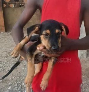 1-3 months Female Mixed Breed Golden Retriever