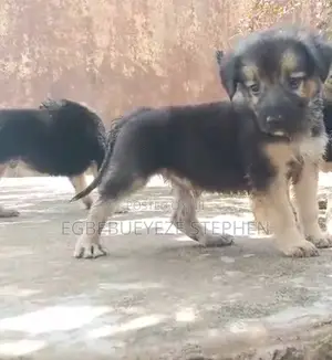 1-3 months Male Purebred German Shepherd