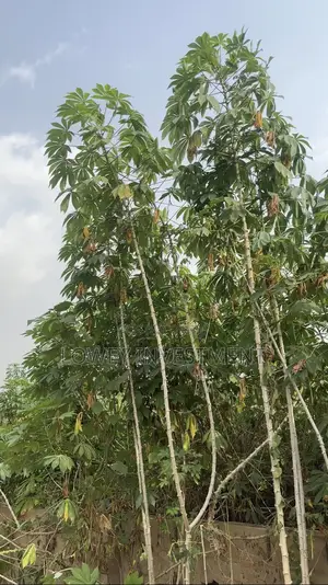 Affordable Dry Farmland for Sale
