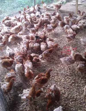 Ten Weeks Pullet (Layers)