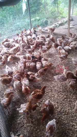 Ten Weeks Pullet (Layers)