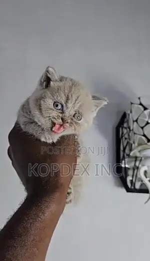 1-3 months Female Purebred British Shorthair