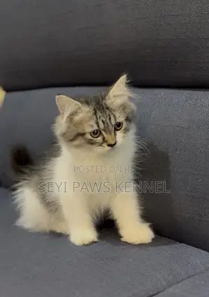 1-3 months Male Purebred Persian