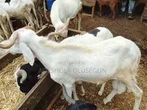 Ileya Ram Sales Promo