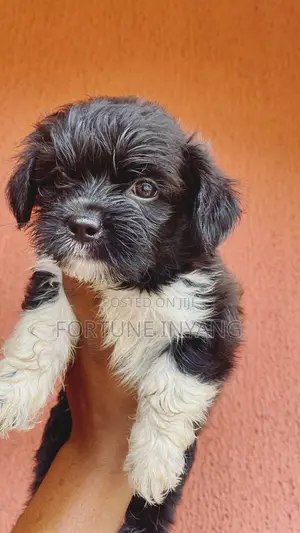 1+ year Male Purebred Lhasa Apso