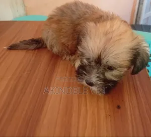 1-3 months Male Purebred Lhasa Apso