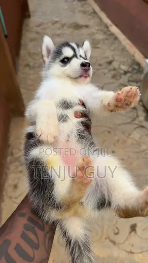 1-3 months Female Purebred Siberian Husky