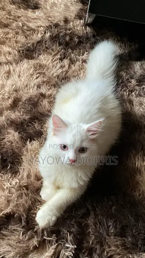 6-12 months Male Purebred Persian