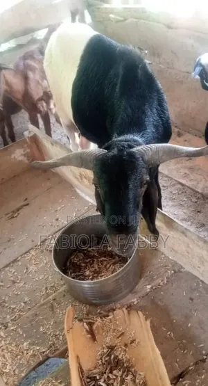 Big Ileya Ram