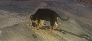 1-3 months Male Purebred German Shepherd