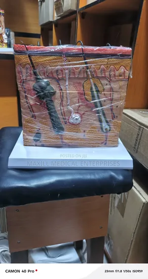 Skin Model