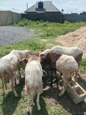 Ram Cow Sheep