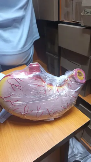 Stomach Model