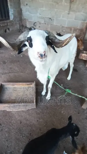 Agbo Ileya Ram