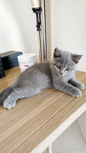 1-3 months Male Purebred British Shorthair
