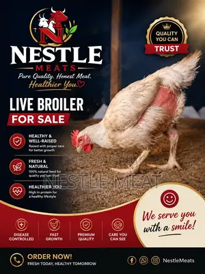Broiler Chicken