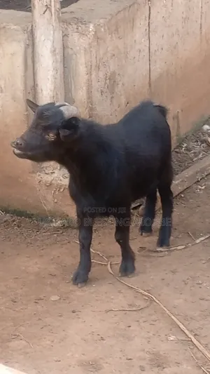 Your Sallah Goat for Sale