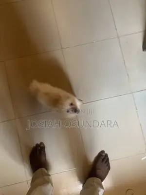 1-3 months Male Purebred American Eskimo