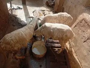 Rams for Sale