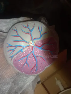 Placenta Model