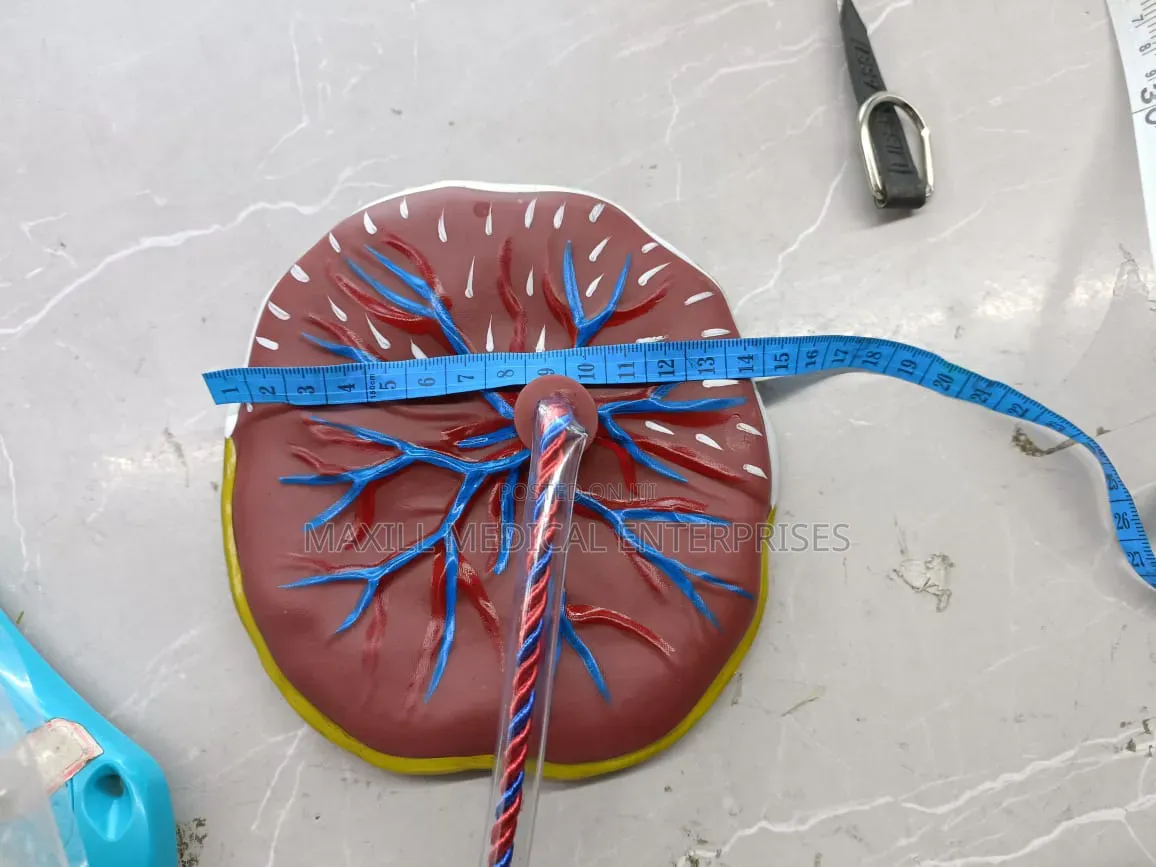 Placenta Model