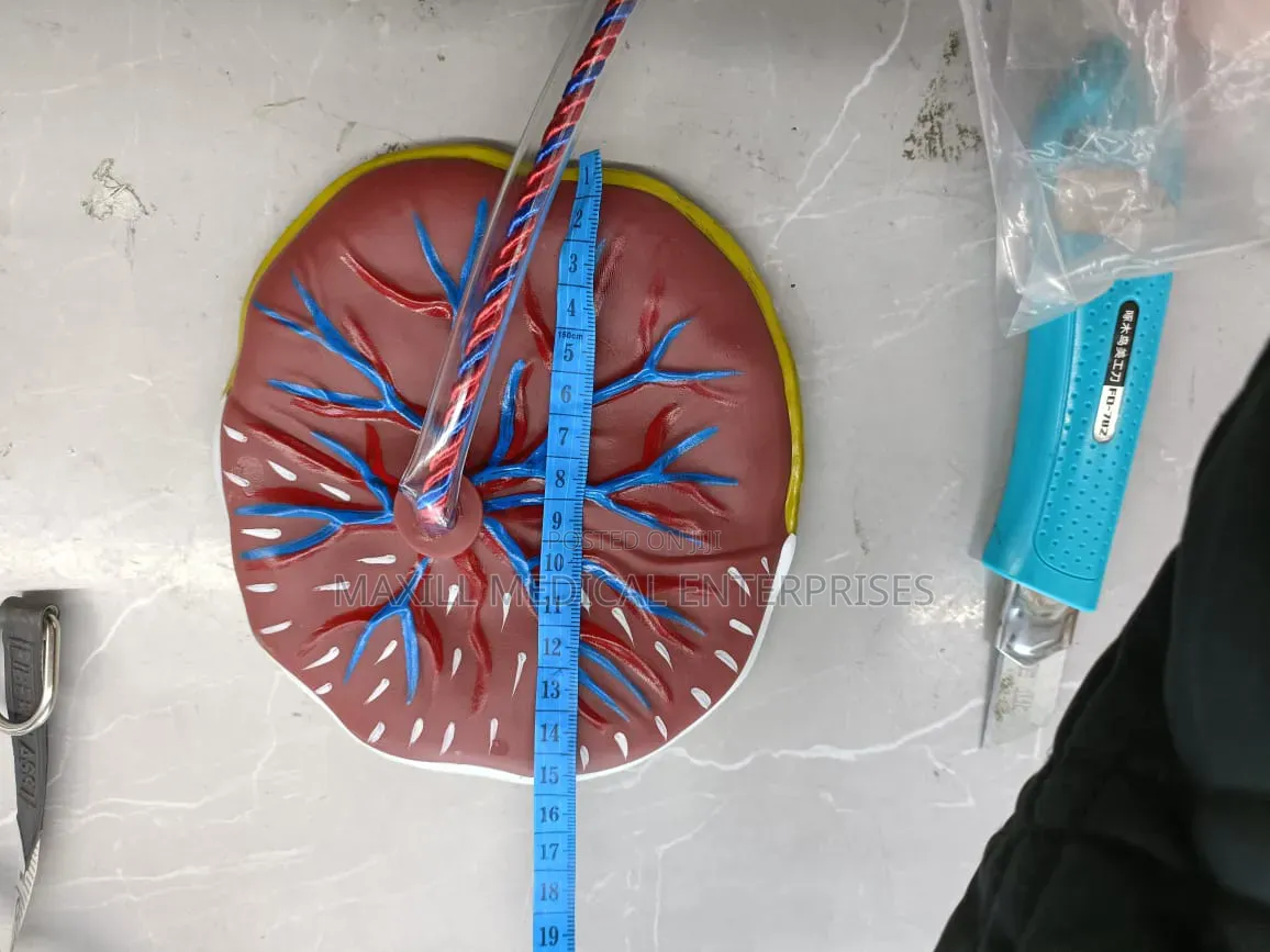 Placenta Model