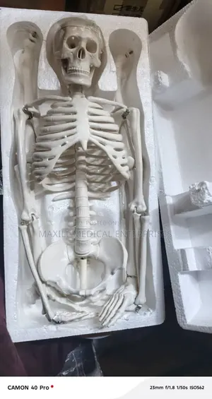 Medium Skeleton