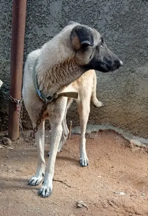 1+ year Female Mixed Breed Caucasian Shepherd