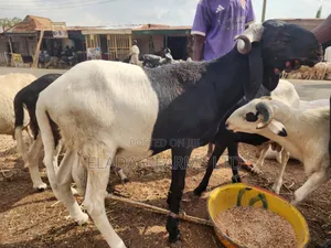 Rams for Sallah