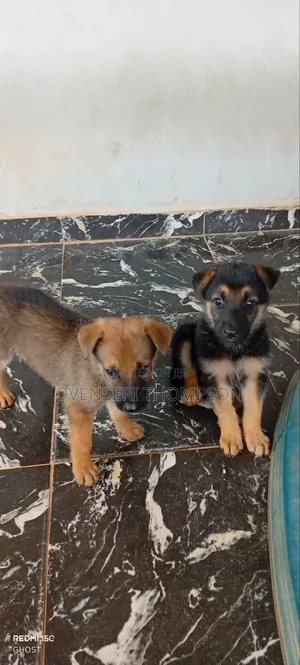 1-3 months Female Purebred German Shepherd