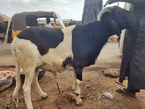 Ram for Sallah