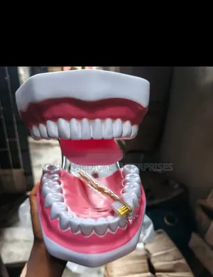 Teeth Model