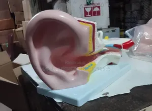 Jumbo Ear Model