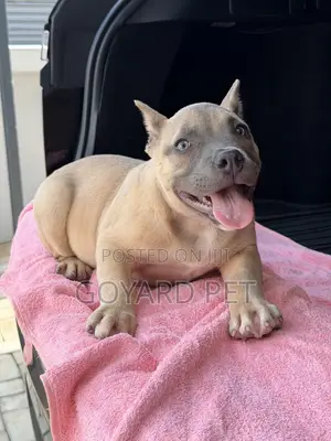 1-3 months Female Purebred American Bully